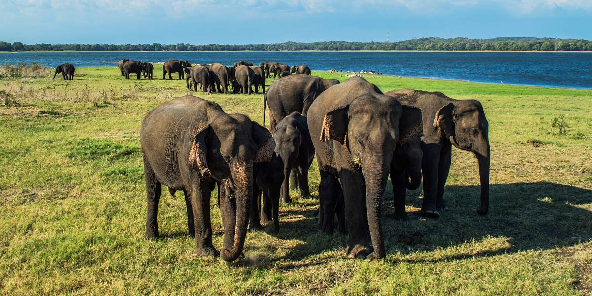 Ceylon Hill Country Escape 7